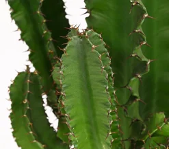 Dehner Kakteen > Abessinische Wolfsmilch - Euphorbia abyssinica