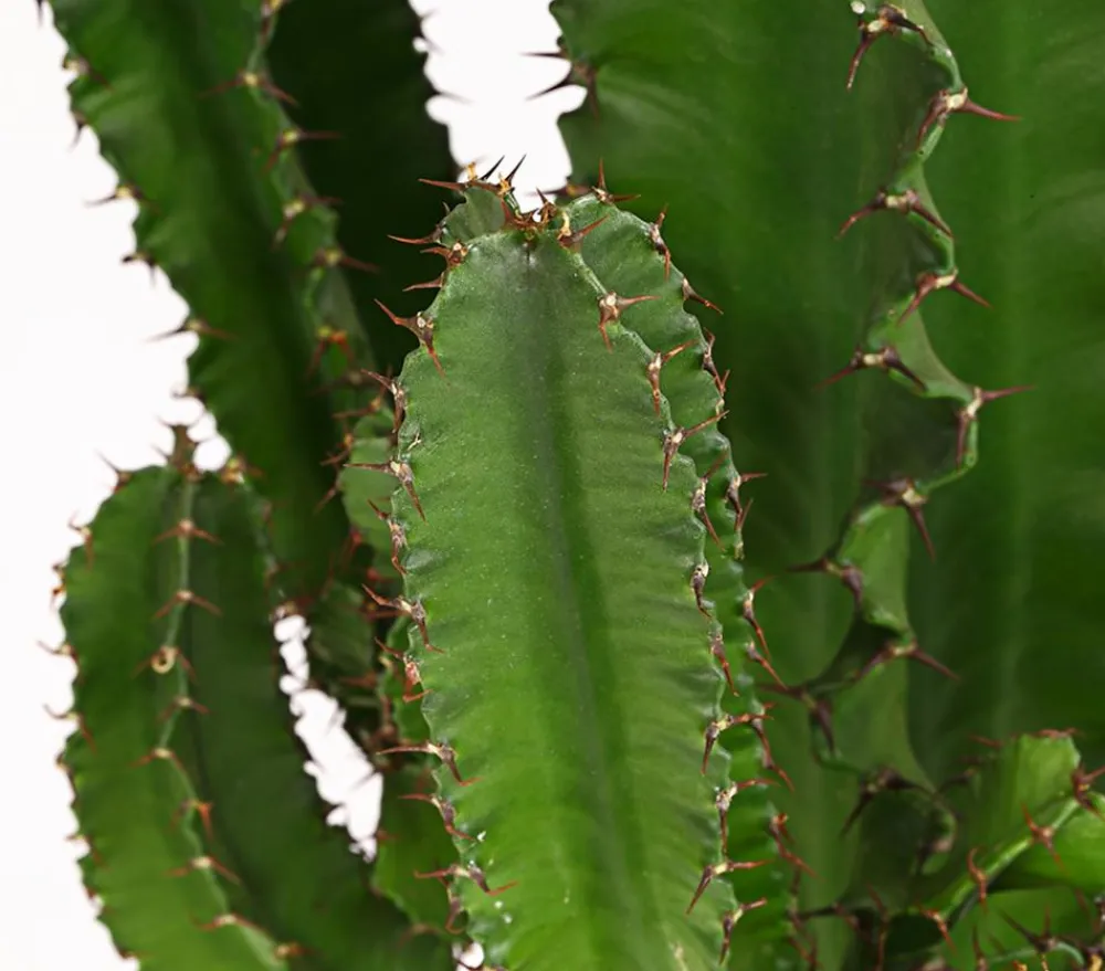 Dehner Kakteen > Abessinische Wolfsmilch - Euphorbia abyssinica