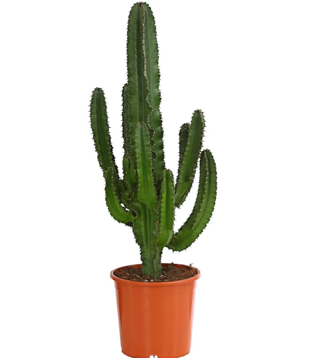 Dehner Kakteen > Abessinische Wolfsmilch - Euphorbia abyssinica