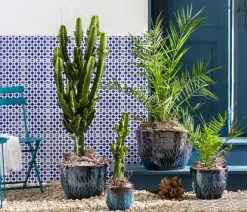 Dehner Abessinische Wolfsmilch - Euphorbia abyssinica Grün Sale