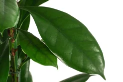 Dehner Hydropflanzen|Grünpflanzen - Afrikanische Feige - Ficus cyathistipula, Hydrokultur Dunkelgrün