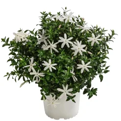 Dehner Terrassenpflanzen > Afrikanischer Jasmin