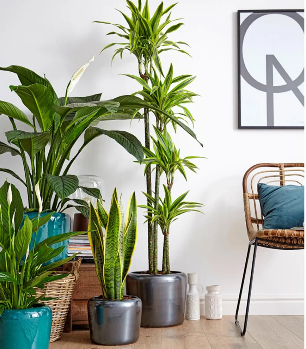Dehner Einblatt & Flamingoblumen > Air So Pure® Einblatt - Spathiphyllum wallisii 'Sensation'