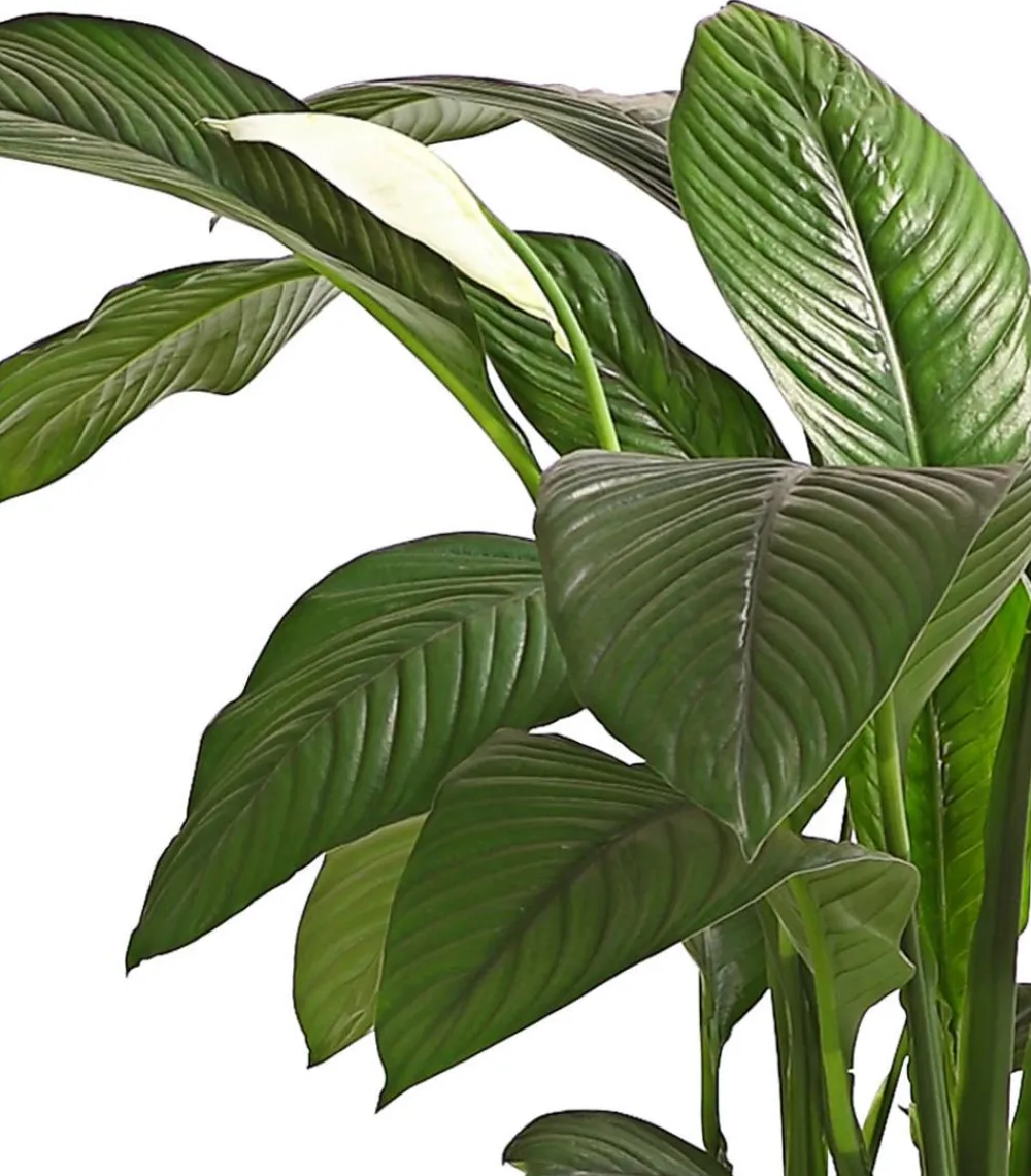 Dehner Einblatt & Flamingoblumen > Air So Pure® Einblatt - Spathiphyllum wallisii 'Sensation'