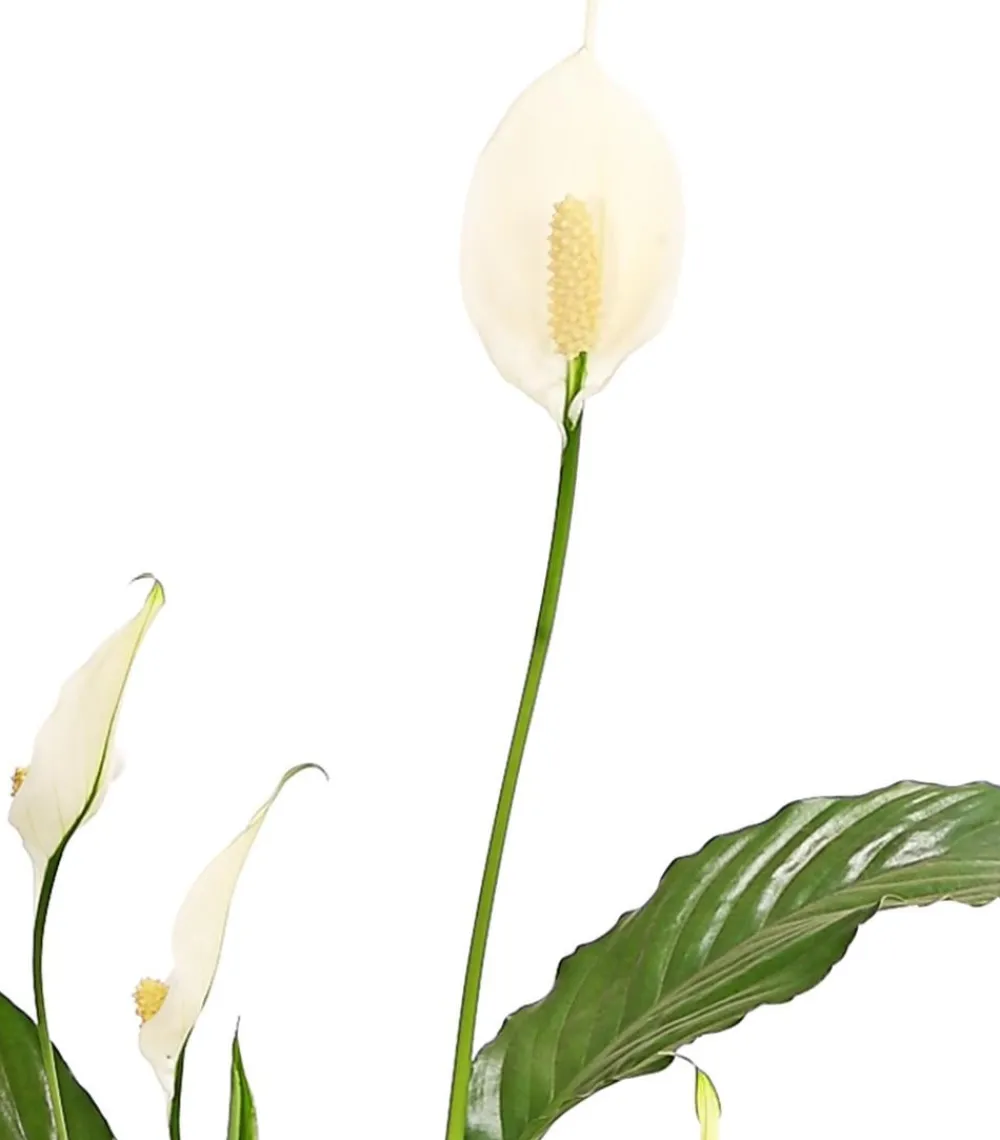 Dehner Air So Pure® Einblatt - Spathiphyllum wallisii 'Chico' Weiß Clearance