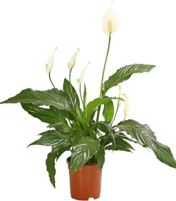 Dehner Air So Pure® Einblatt - Spathiphyllum wallisii 'Chico' Weiß Clearance