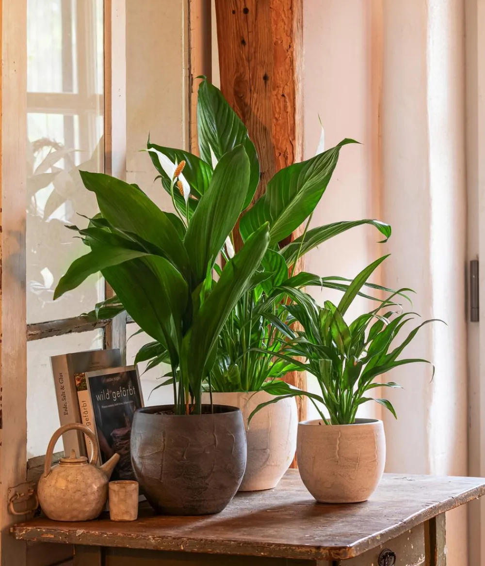 Dehner Einblatt & Flamingoblumen - Air So Pure® Einblatt - Spathiphyllum wallisii 'Bingo' Weiß