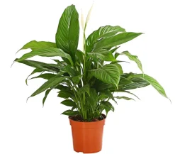 Dehner Einblatt & Flamingoblumen - Air So Pure® Einblatt - Spathiphyllum wallisii 'Bingo' Weiß