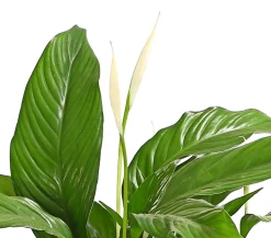 Dehner Einblatt & Flamingoblumen - Air So Pure® Einblatt - Spathiphyllum wallisii 'Bingo' Weiß