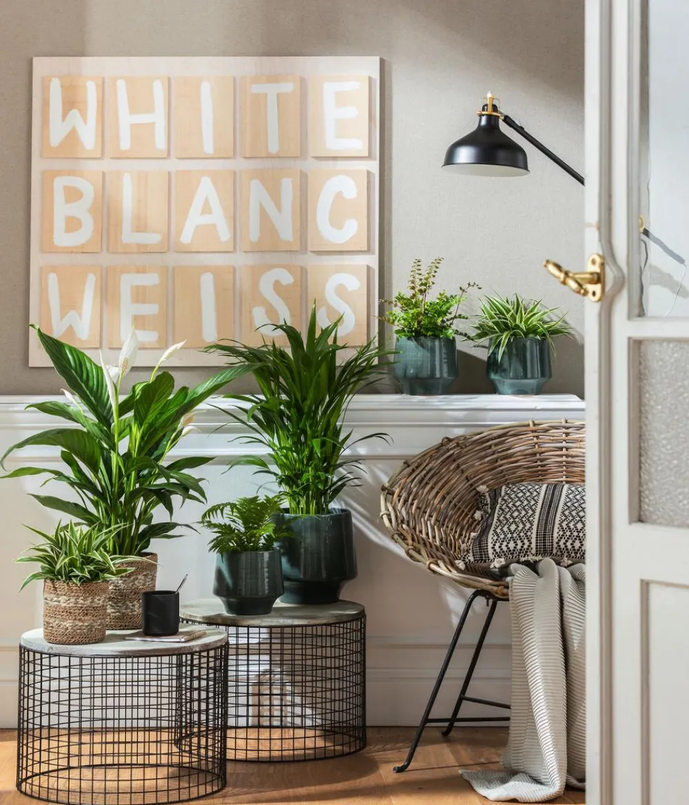 Dehner Einblatt & Flamingoblumen - Air So Pure® Einblatt - Spathiphyllum wallisii 'Bingo' Weiß