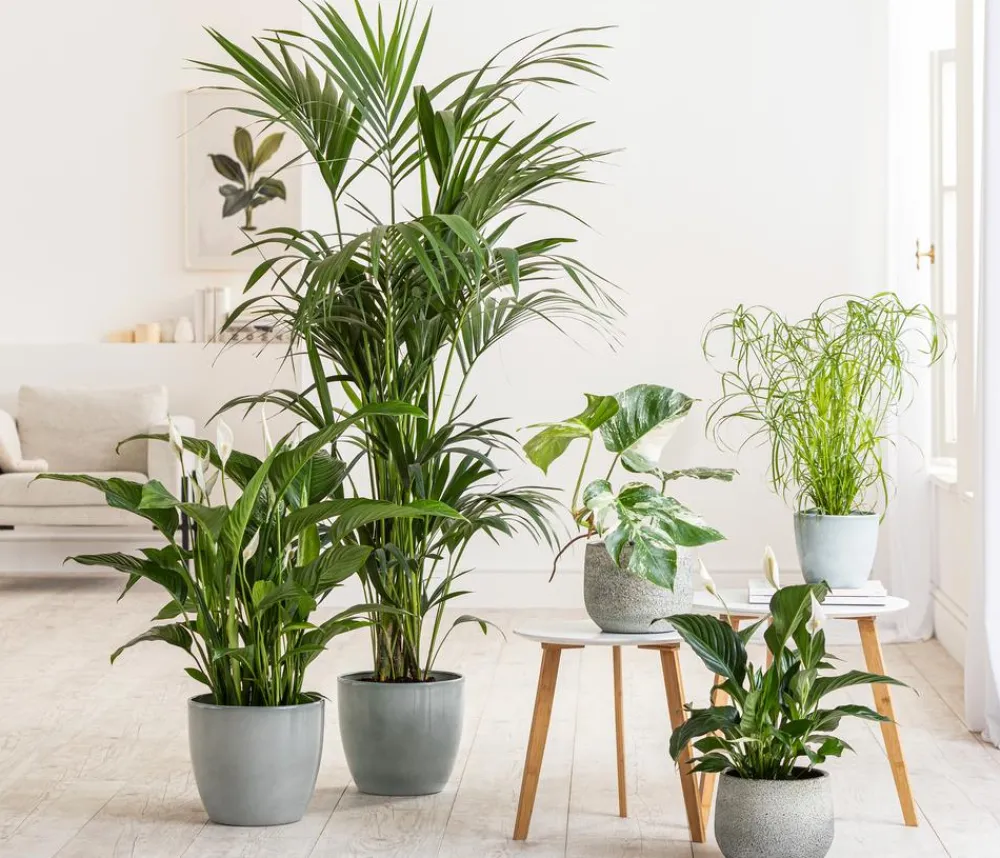 Dehner Einblatt & Flamingoblumen - Air So Pure® Einblatt - Spathiphyllum wallisii 'Bingo' Weiß
