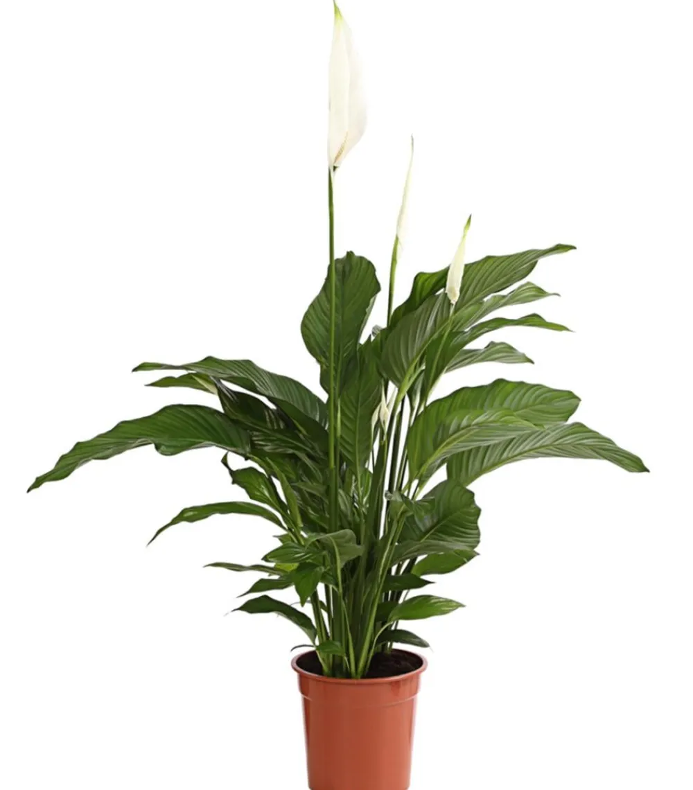 Dehner Einblatt & Flamingoblumen - Air So Pure® Einblatt - Spathipyllum wallisii 'Lauretta' Weiß