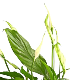 Dehner Air So Pure® Midi Einblatt - Spathiphyllum wallisii Clearance