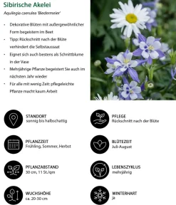 Dehner Sommerstauden > Akelei, verschiedene Sorten