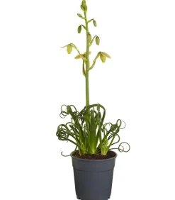Dehner Albuca - Albuca spiralis 'Frizzle Sizzle®' Best