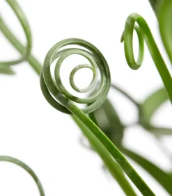 Dehner Albuca - Albuca spiralis 'Frizzle Sizzle®' Best