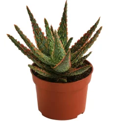 Dehner Sukkulenten - Aloe - Aloe zebrina 'Dannyz'