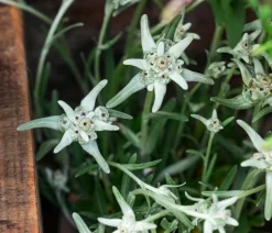 Dehner Steingartenstauden|Garten-Raritäten - Alpen-Edel Weiß