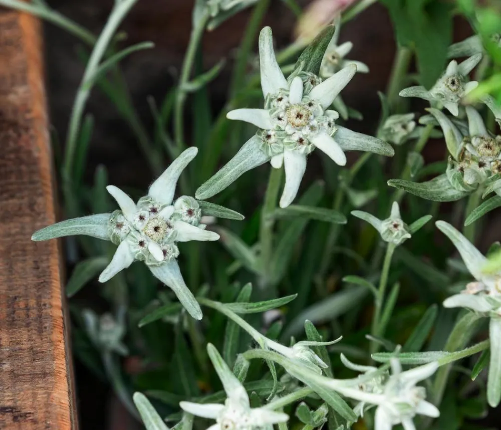 Dehner Steingartenstauden|Garten-Raritäten - Alpen-Edel Weiß
