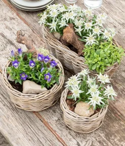 Dehner Steingartenstauden|Garten-Raritäten - Alpen-Edel Weiß