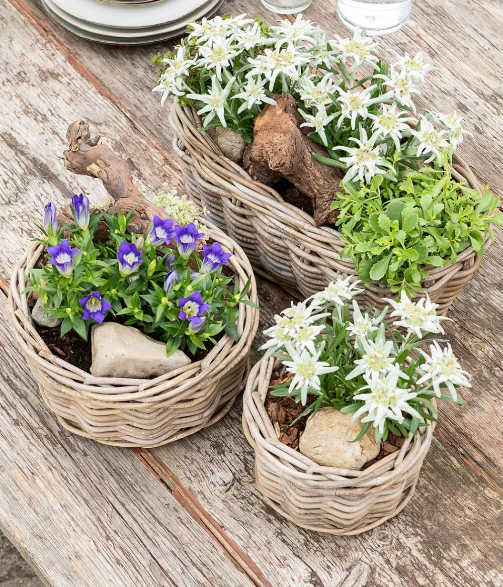Dehner Steingartenstauden|Garten-Raritäten - Alpen-Edel Weiß