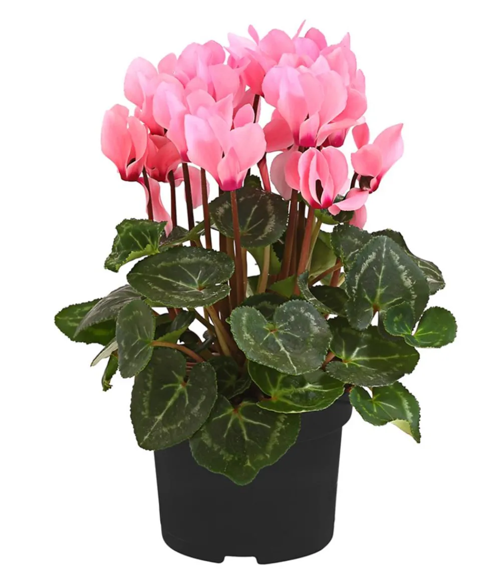 Dehner Grabschmuck & Grabgestaltung > Alpenveilchen