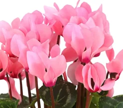 Dehner Grabschmuck & Grabgestaltung > Alpenveilchen