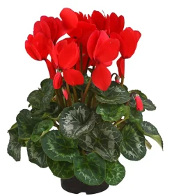Dehner Alpenveilchen Rot Best
