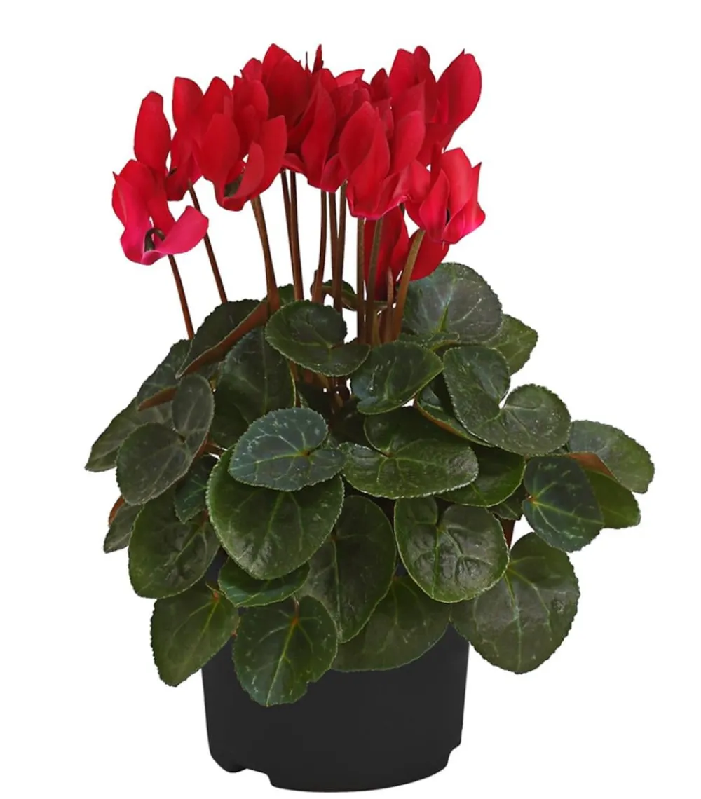 Dehner Alpenveilchen Rot Best
