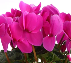 Dehner Grabschmuck & Grabgestaltung - Alpenveilchen Pink