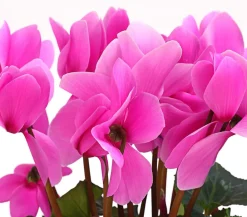 Dehner Grabschmuck & Grabgestaltung - Alpenveilchen Pink