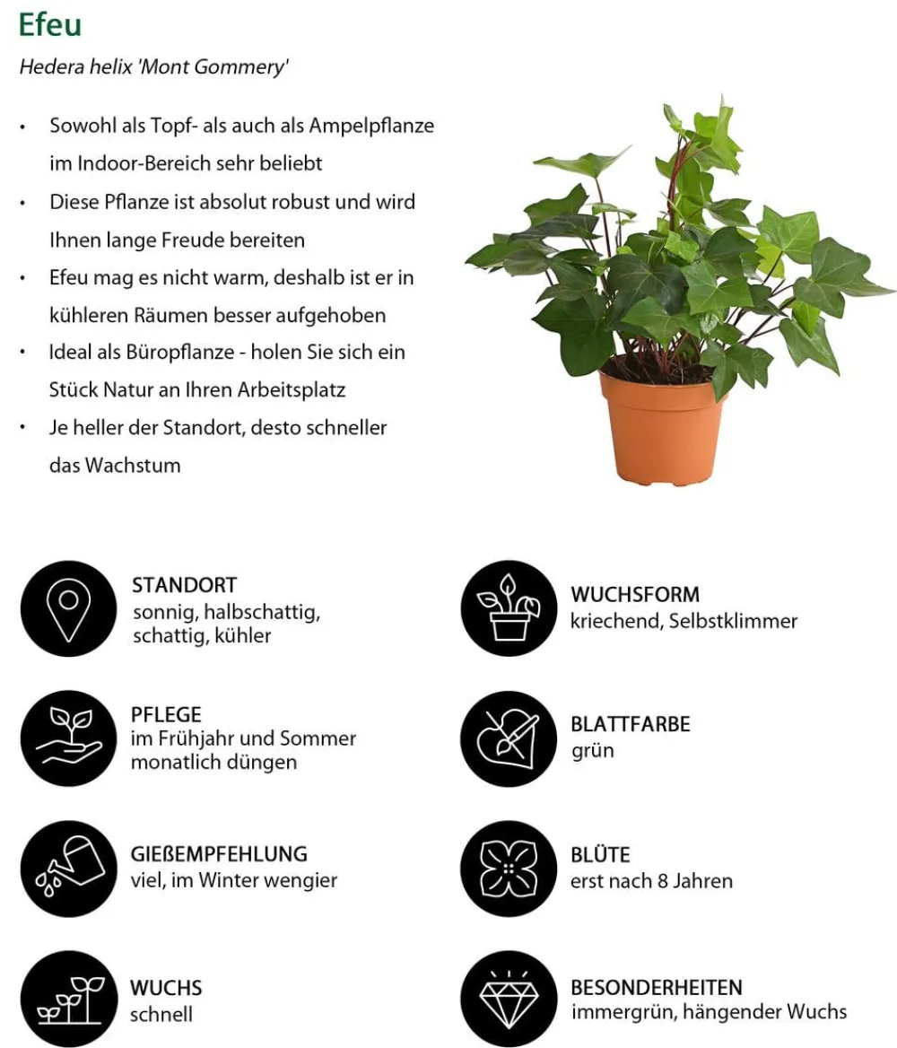 Dehner Zimmerpflanzen-Sets|Grünpflanzen - Ampelpflanzen-Set, 3-teilig
