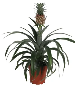 Dehner Ananaspflanze - Ananas comosus Grün Clearance