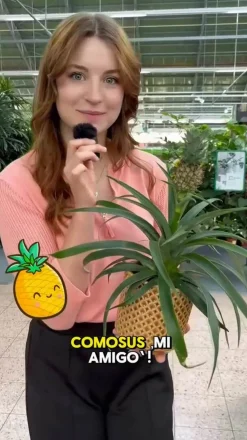 Dehner Ananaspflanze - Ananas comosus Grün Clearance