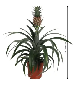 Dehner Ananaspflanze - Ananas comosus Grün Clearance