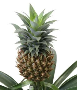 Dehner Ananaspflanze - Ananas comosus Grün Clearance