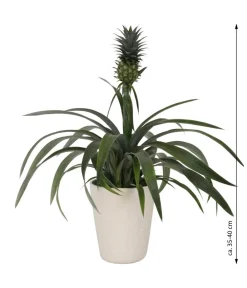 Dehner Ananaspflanze - Ananas comosus, in Keramik Sale