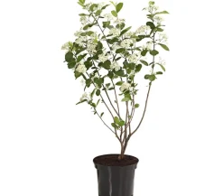 Dehner Beerensträucher|Vogelschutzhecken > Apfelbeere, Aronia 'Aron'