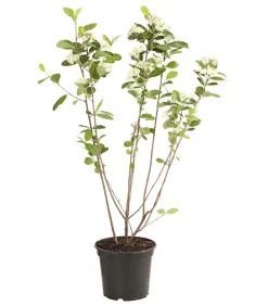 Dehner Beerensträucher|Vogelschutzhecken - Apfelbeere, Aronia 'Nero' Schwarz