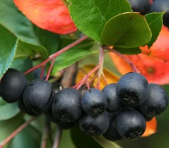 Dehner Beerensträucher|Vogelschutzhecken - Apfelbeere, Aronia 'Nero' Schwarz