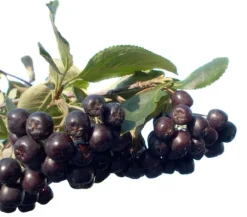 Dehner Beerensträucher|Vogelschutzhecken - Apfelbeere, Aronia 'Nero' Schwarz