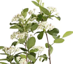 Dehner Apfelbeere, Aronia 'Viking' Schwarz Discount