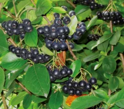 Dehner Apfelbeere, Aronia 'Viking' Schwarz Discount