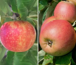 Dehner Apfel-Duo 'Alkmene/Goldparmäne' Rot Sale