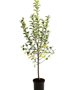 Dehner Apfel-Duo 'Alkmene/Goldparmäne' Rot Sale
