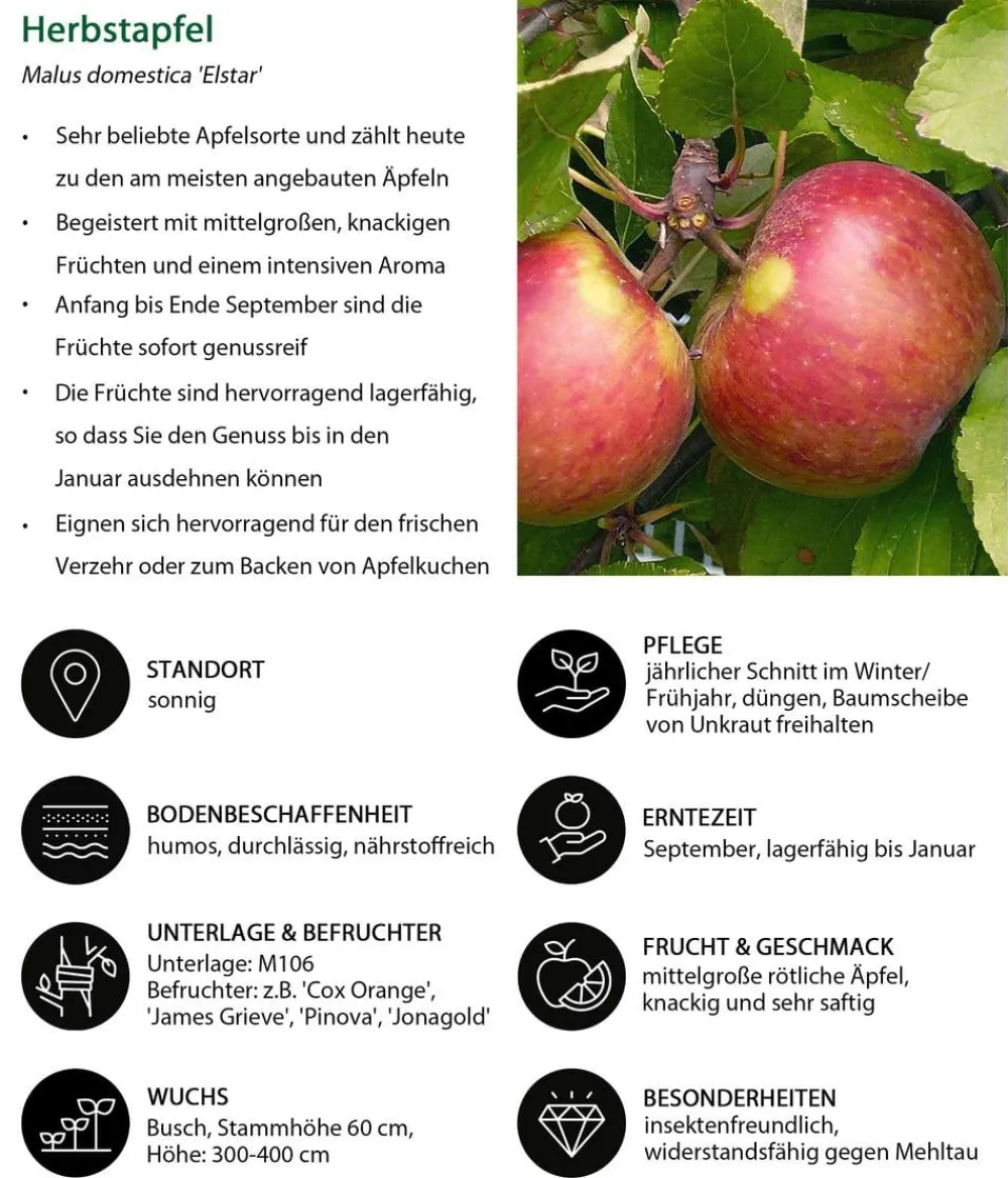 Dehner Obstbäume|Birnen- & Apfelbäume > Apfel-Duo 'Elstar/Jonagold'