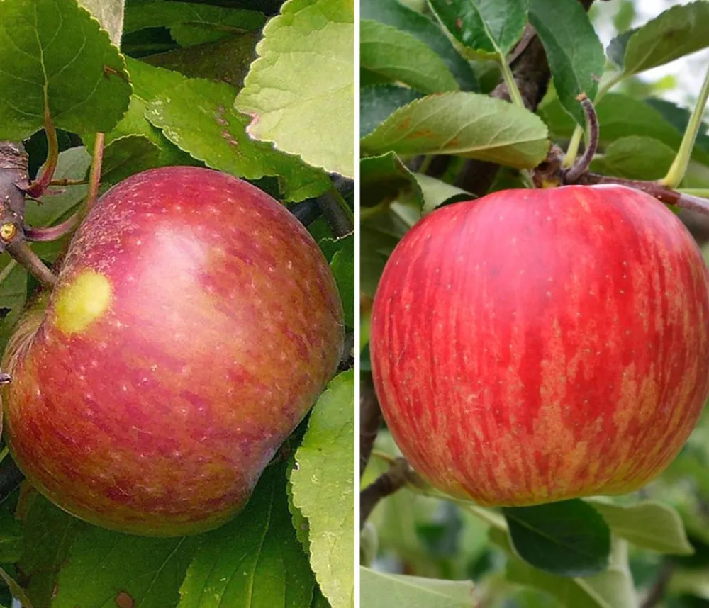 Dehner Obstbäume|Birnen- & Apfelbäume > Apfel-Duo 'Elstar/Jonagold'