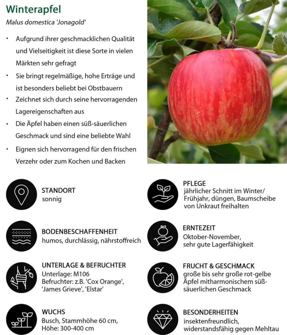 Dehner Obstbäume|Birnen- & Apfelbäume > Apfel-Duo 'Elstar/Jonagold'