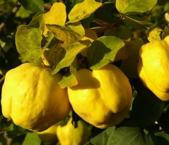 Dehner Nüsse & Besondere Obstbäume|Obstbäume - Apfelquitte Gelb