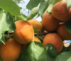 Dehner Obstbäume|Aprikosen- & Pfirsichbäume - Aprikose 'Compacta' Orange